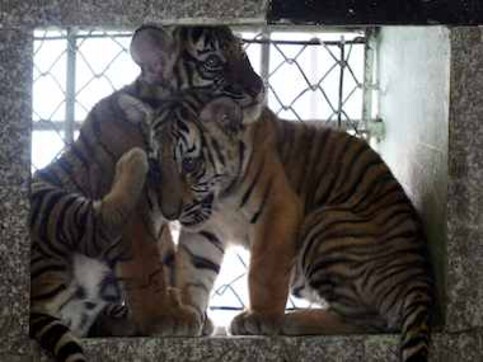 Monster dilemma: Tiger cubs vs 9 percent GDP Monster dilemma: Tiger cubs vs 9 percent GDP