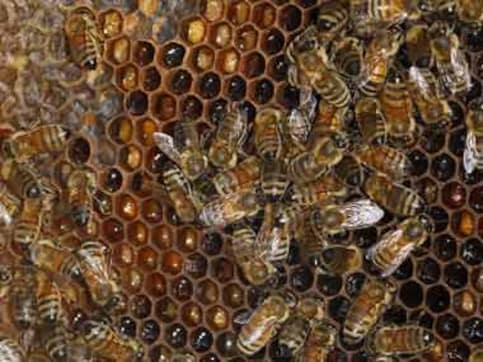 'Honey laundering' from China through India to America 'Honey laundering' from China through India to America