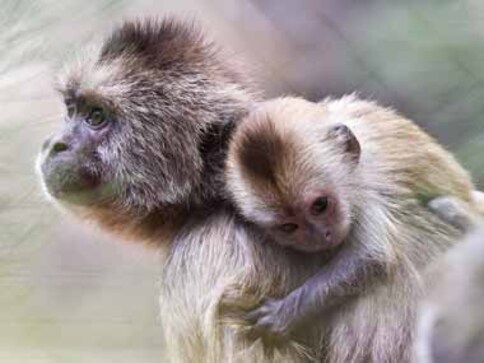 Unlucky 13 for Monkeys, lucky for Sensex, brokers Unlucky 13 for Monkeys, lucky for Sensex, brokers