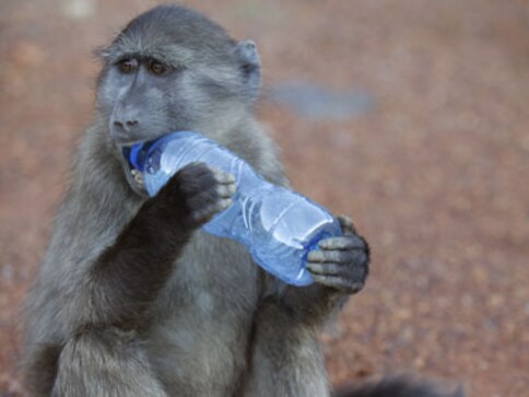 Monkey 1 regains footing, but Monkey 2 is still slipping