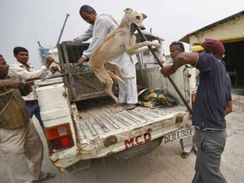 Who let the dogs in? Stray dogs and India Shining