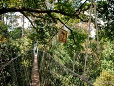 A walk over the woods: magic in Malaysia A walk over the woods: magic in Malaysia