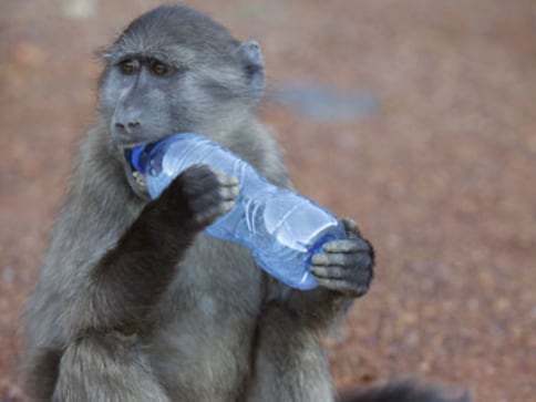 Monkeys on the rampage! Sensex, Nifty, experts flattened on impact
