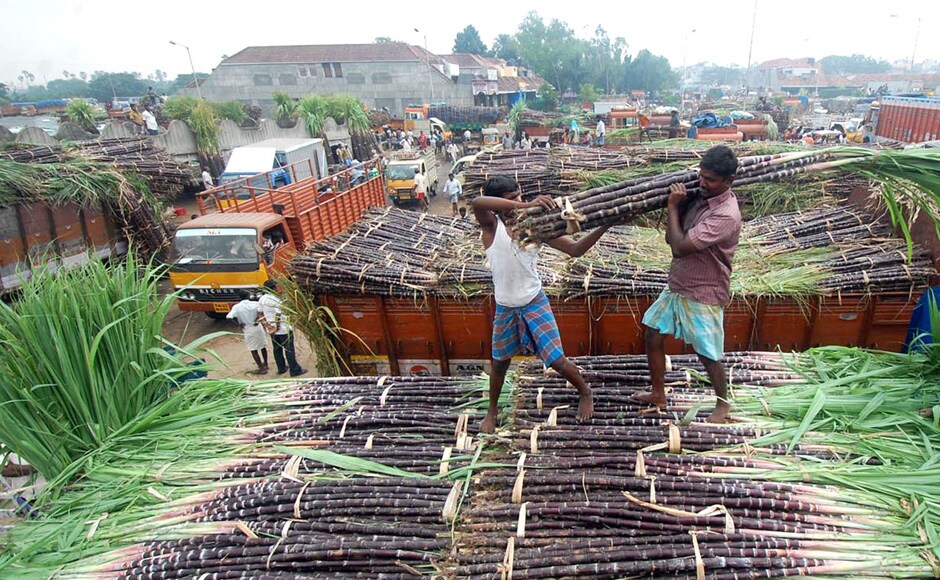 Sugarcane is the iconic representation of Pongal, celebrated on the first of the Tamil Thai month, which usually falls on 14 or 15 January. Firstpost.com Sugarcane is the iconic representation of Pongal, celebrated on the first of the Tamil Thai month, which usually falls on 14 or 15 January. Firstpost.com