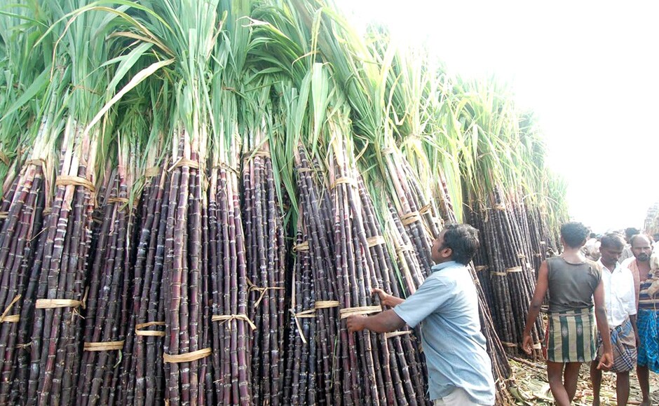 The second day is celebrated as mattupongal, a day on which household-cattle are worshipped. Firstpost.com The second day is celebrated as mattupongal, a day on which household-cattle are worshipped. Firstpost.com