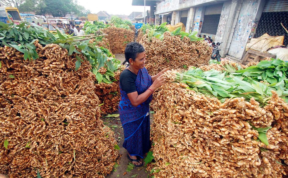 A lady inspects turmeric at the market. The three-day festival starts with thaipongal on the first day when the households offer prayers to the sun god by cooking a special sweet dish. Firstpost.com A lady inspects turmeric at the market. The three-day festival starts with thaipongal on the first day when the households offer prayers to the sun god by cooking a special sweet dish. Firstpost.com