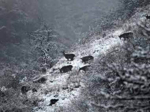 Postpone Uttarakhand polls due to heavy snowfall: BJP Postpone Uttarakhand polls due to heavy snowfall: BJP