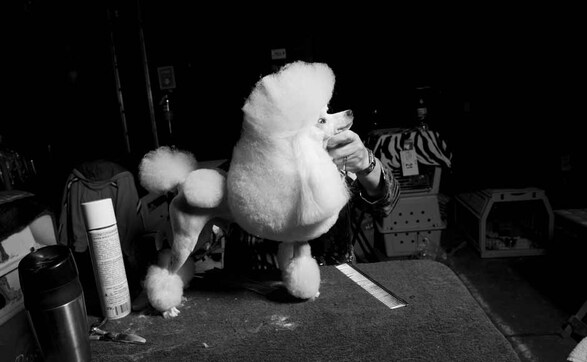 Image: Some really well-dressed canines Image: Some really well-dressed canines