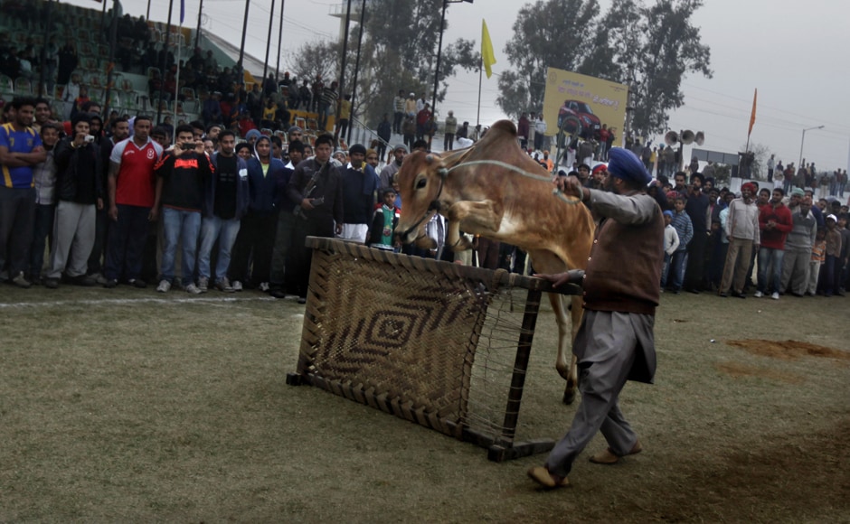 Giddy up! Giddy up! A bull jumps over a cot during the sports festival. AP Giddy up! Giddy up! A bull jumps over a cot during the sports festival. AP