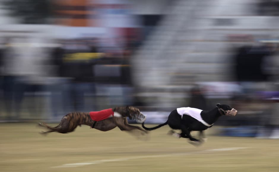 Animals have their share of play too. Dogs participate in a race during the festival, in Kila Raipur, near Ludhiana. AP Animals have their share of play too. Dogs participate in a race during the festival, in Kila Raipur, near Ludhiana. AP