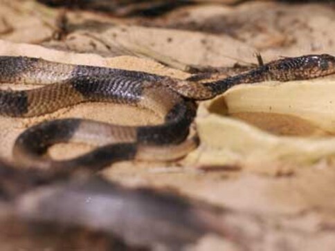 Anti-naxal CoBRA commandoes in snake trouble!