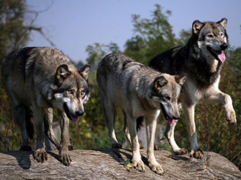 Kill market bulls and bears. Bring on the wolves