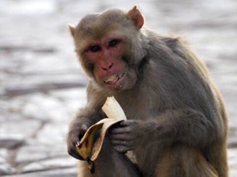 Brokers beat Monkeys, Sensex, but stay nervous on Budget 2012