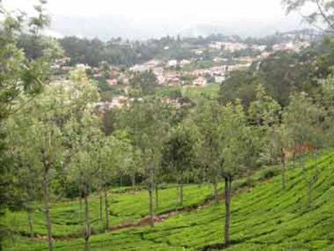 Summer holiday getaways: Ooty, Amsterdam, or Thailand?