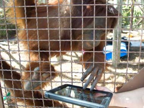 Tech-savy Orangutans switch to iPads to communicate