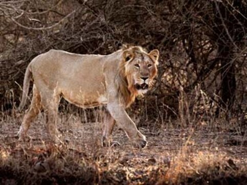 Why Gujarat's loss is the Asiatic lion's gain Why Gujarat's loss is the Asiatic lion's gain