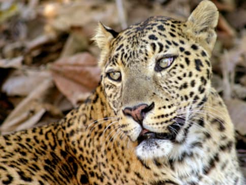 Teen injured in leopard attack in Thane district