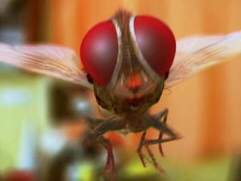 'Eega': a housefly set to take south Indian cinema by storm 'Eega': a housefly set to take south Indian cinema by storm