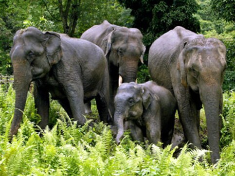Drones to keep vigil on Kaziranga National Park Drones to keep vigil on Kaziranga National Park