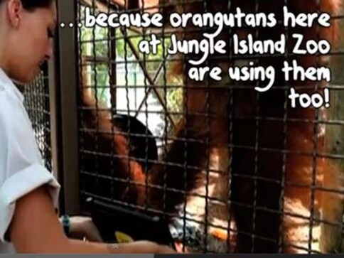Watch: Miami zoo Orangutans order lunch using iPads!