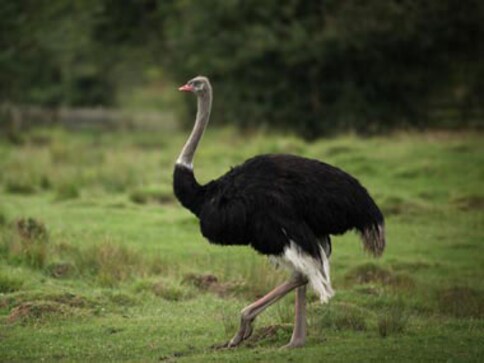 I'm an animal, at least in Pak, said the Ostrich