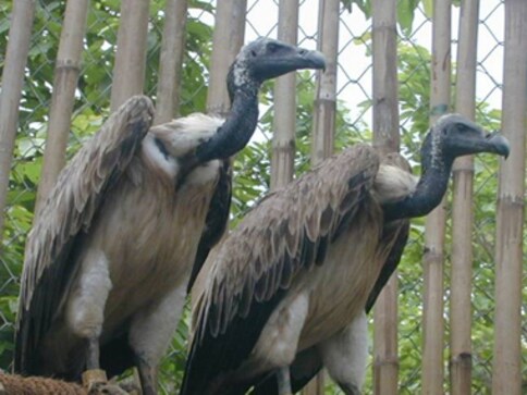 How pain medication is killing India's vultures