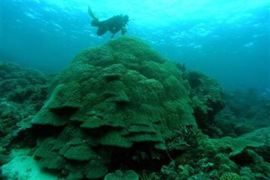Storms to starfish: Great Barrier Reef faces rapid coral loss Storms to starfish: Great Barrier Reef faces rapid coral loss