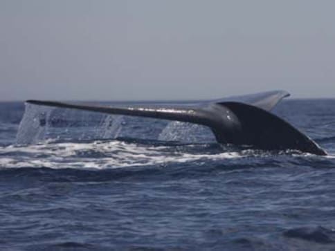 Mass stranding of whales found on coast of North Andaman Island