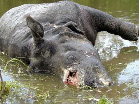 Adult female rhino killed by poachers taking the toll to 11 this year Adult female rhino killed by poachers taking the toll to 11 this year