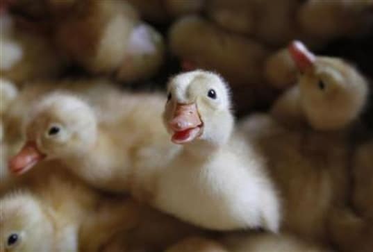 Bird Flu: Thousands of chickens culled in Bangalore