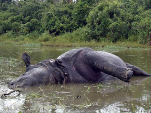 Jayanthi Natarajan visits Kaziranga over rhino killings