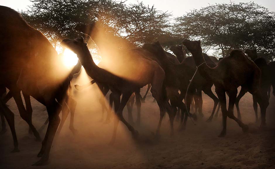 A herd of camels are led to the annual fair in Pushkar, Rajasthan. Kevin Frayer/AP A herd of camels are led to the annual fair in Pushkar, Rajasthan. Kevin Frayer/AP