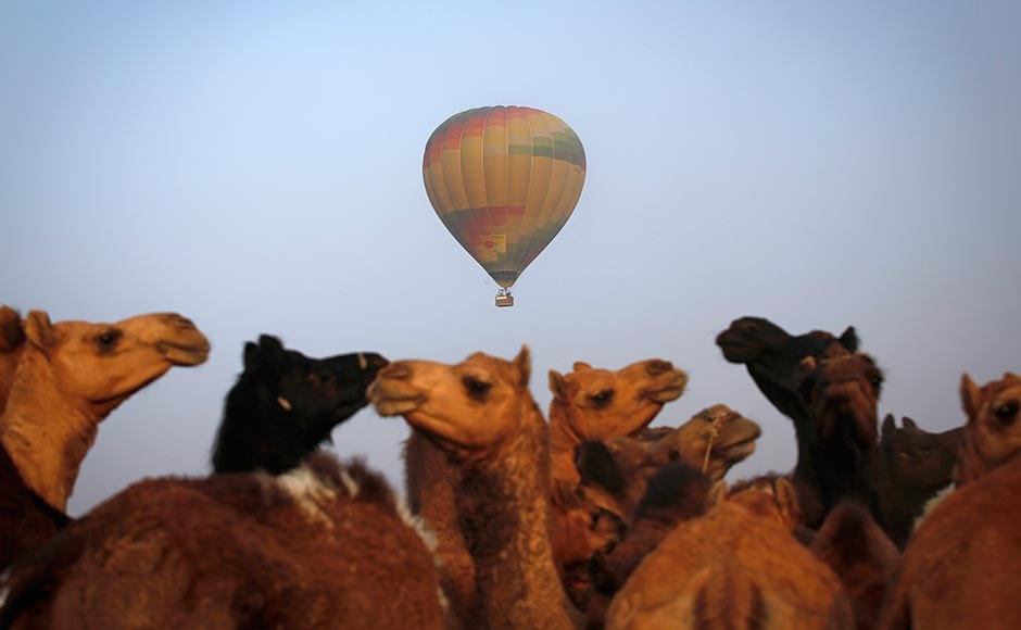 A hot air balloon carrying tourists flies over camels for sale at Pushkar Fair in Rajasthan. Danish Siddiqui/Reuters A hot air balloon carrying tourists flies over camels for sale at Pushkar Fair in Rajasthan. Danish Siddiqui/Reuters