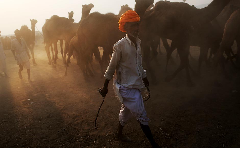 A camel herder leads his herd to the annual fair in Pushkar, Rajasthan. Kevin Frayer/AP A camel herder leads his herd to the annual fair in Pushkar, Rajasthan. Kevin Frayer/AP