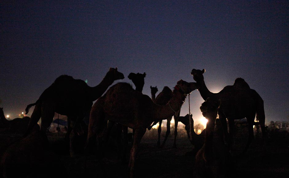 Camels stand at the Pushkar Fair. Rajesh Kumar Singh/ AP Camels stand at the Pushkar Fair. Rajesh Kumar Singh/ AP