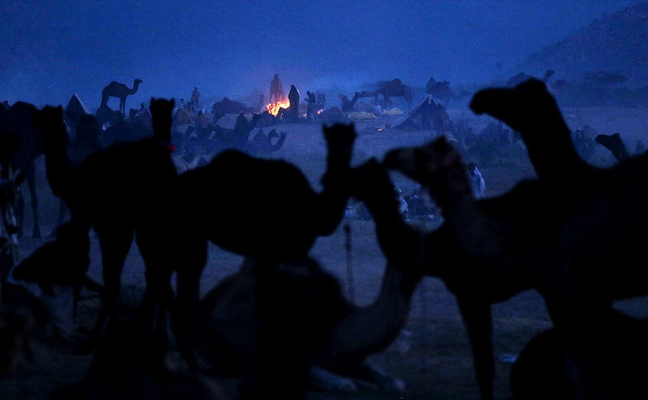 Herders and their camels gather at the annual Pushkar Fair. Kevin Fraye/AP Herders and their camels gather at the annual Pushkar Fair. Kevin Fraye/AP