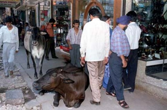 Muslim votes likely to play key role in Chandni Chowk constituency Muslim votes likely to play key role in Chandni Chowk constituency