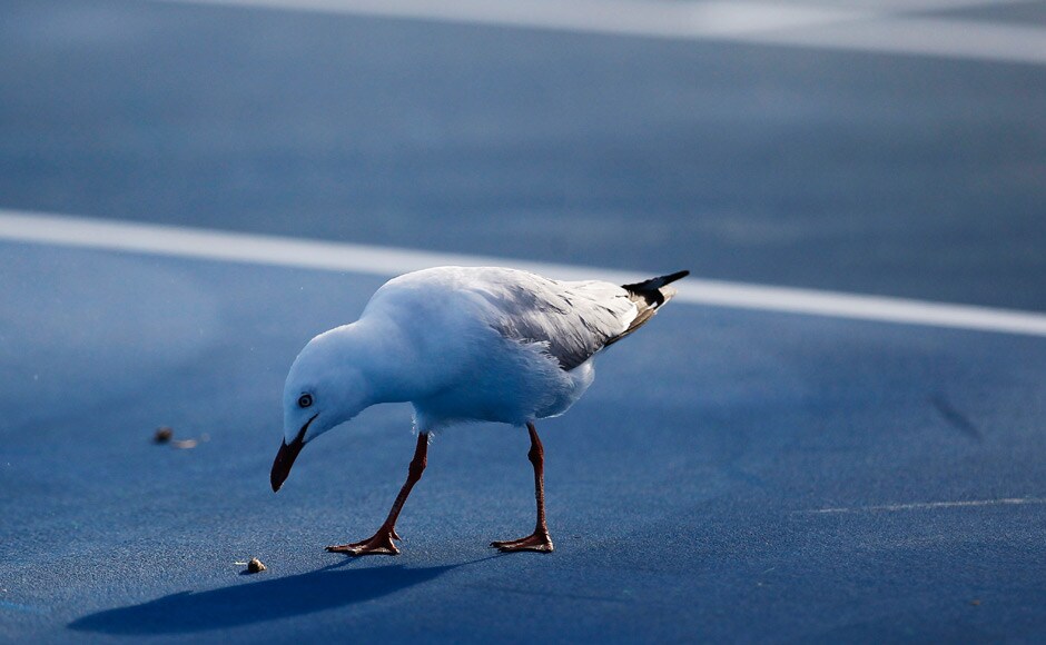 Birds of a feather... Reuters Birds of a feather... Reuters