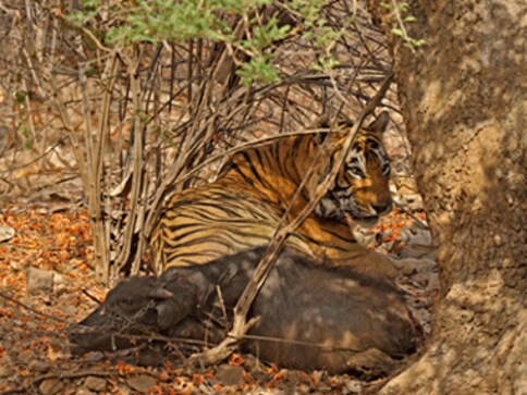Karnataka’s conservation fix: To fetch water for tigers or not