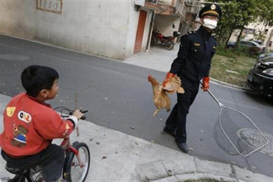 Beijing reports first case of new bird flu strain Beijing reports first case of new bird flu strain