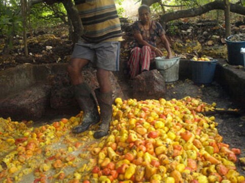 Goa's Feni manufacturing process may be patented Goa's Feni manufacturing process may be patented
