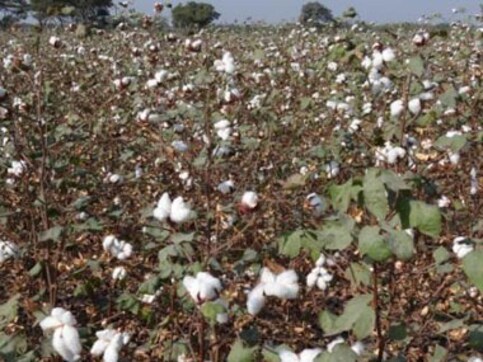 Twist in food security debate: Study shows how GM crops improve nutrition Twist in food security debate: Study shows how GM crops improve nutrition