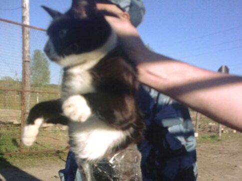 Cat burglar: Feline caught smuggling phones inside Russian jail Cat burglar: Feline caught smuggling phones inside Russian jail