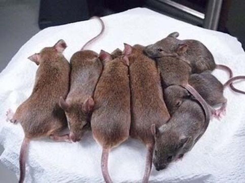 Mouse cloned from drop of blood in Japan Mouse cloned from drop of blood in Japan