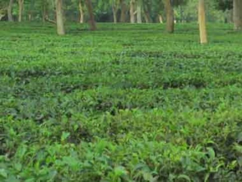 Deploy drones for garden security: Assam tea planters to govt