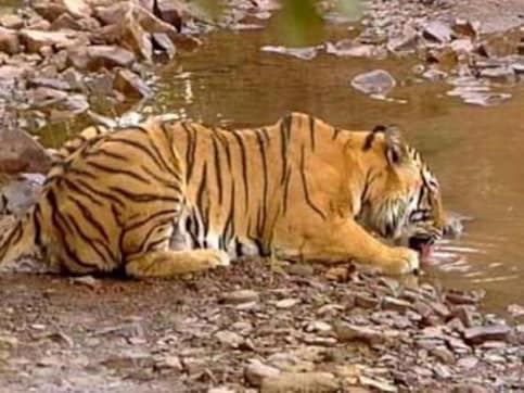 Three Corbett tigers dead in a week: Victims of 'revenge' killings? Three Corbett tigers dead in a week: Victims of 'revenge' killings?