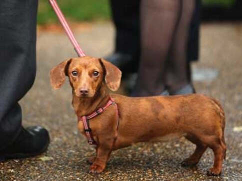 How one man's refusal to abandon his dog changed a law