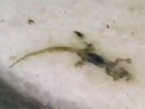West Bengal: 87 students rushed to hospital after dead lizard discovered in mid-day meal in Bankura West Bengal: 87 students rushed to hospital after dead lizard discovered in mid-day meal in Bankura