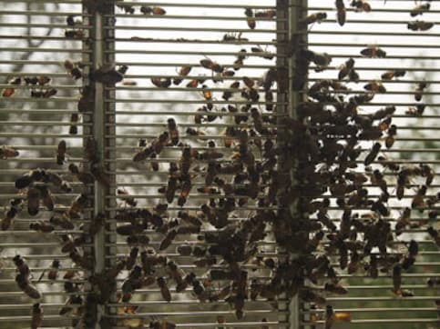 Bees attack US couple, sting pet horses to death Bees attack US couple, sting pet horses to death