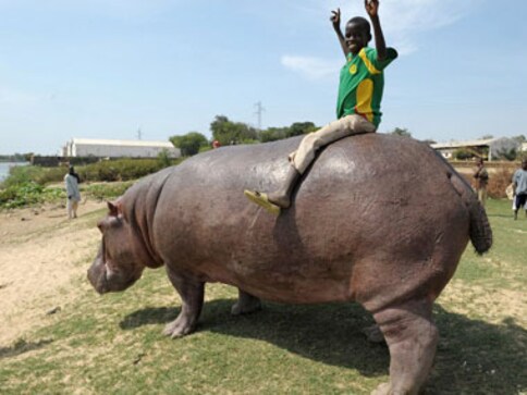 Size of mammals to indicate new pathways for cancer treatment?